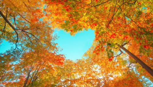 The lessons of autumn and letting go