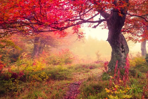 The Lessons of Autumn and Letting Go
