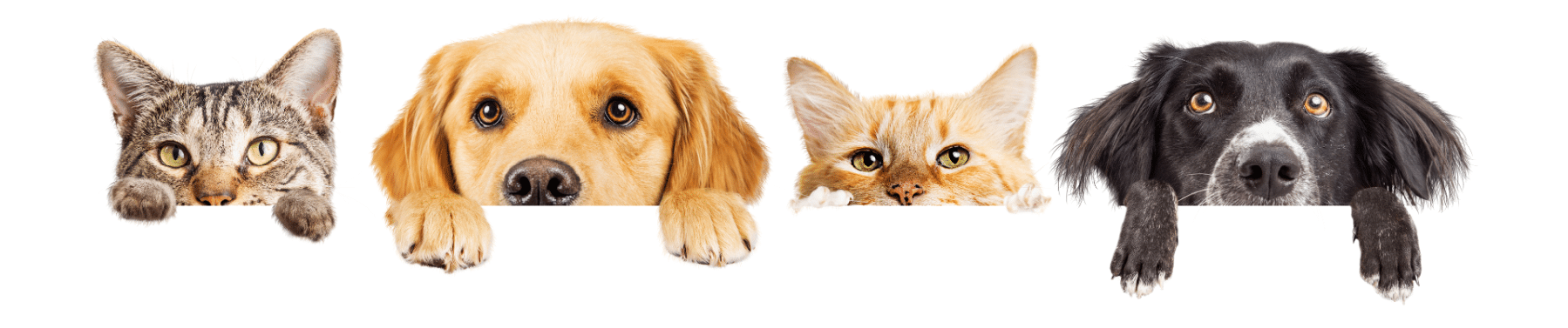Cats & Dogs